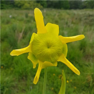 Sarracenia flava F FL 01 var. flava ex. A. Slack