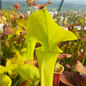 Sarracenia flava F FL 01 var. flava ex. A. Slack