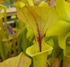 Sarracenia flava F FL 02 var. flava Maxima Slack