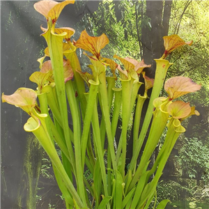 Sarracenia flava F FL 02 var. flava Maxima