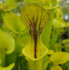 Sarracenia flava F FL 03 var. flava Marston Dwarf