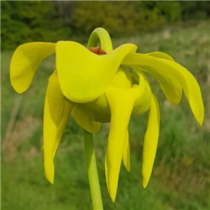 Sarracenia flava F FL 04 var. flava Prince George