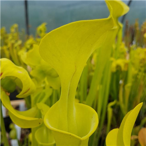 Sarracenia flava F FL 04 var. flava Prince George