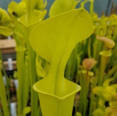 Sarracenia flava F FL 04 var. flava Prince George