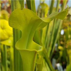 Sarracenia flava F FL 05 var. flava Bronze Blush