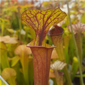 Sarracenia flava F FL 08 var. flava Giant Red Tub