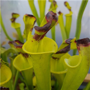 Sarracenia flava F FL 09 var. flava No Lid