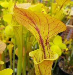 Sarracenia flava F OR 01 var. ornata ex. A. Slack