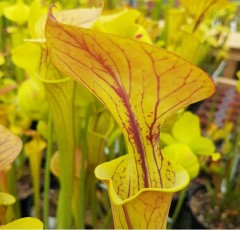 Sarracenia flava F OR 01 var. ornata ex. A. Slack