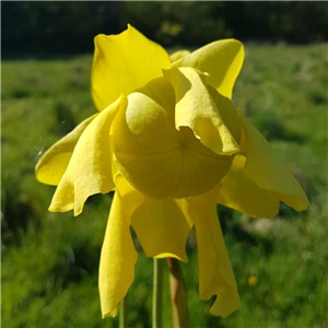 Sarracenia flava F OR 02 var. ornata Apalachecola