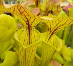 Sarracenia flava F OR 02 var. ornata Apalachecola