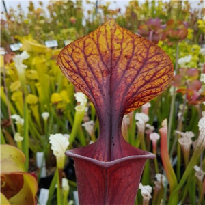 Sarracenia flava F OR 05 Nat . Forest	 var. ornata Apala