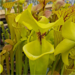 Sarracenia flava F RUG 01 var rugelii Milton co. Flori