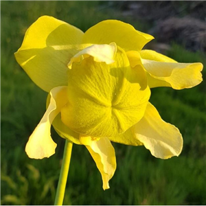 Sarracenia flava F RUG 03	 var. rugelii Prince George