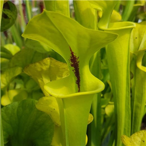 Sarracenia flava F RUG 03	 var. rugelii Prince George