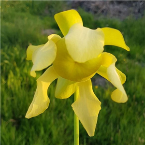 Sarracenia flava F RUG 04 var. rugelii wavey lid MK	