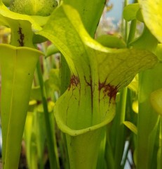 Sarracenia flava F RUG 04 var. rugelii wavey lid MK	