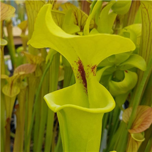 Sarracenia flava F RUG 06 rugelii Telogia Williams