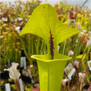 Sarracenia flava F RUG 07 var. rugelii Bullock Gorge