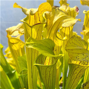 Sarracenia x H 02 (alata x flava var. Maxima)