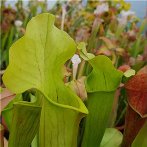 Sarracenia x H 04 (alata x willisii) A. Slack