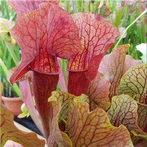 Sarracenia x H 05 alata red lip x purpurea ssp venosa