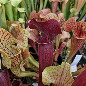 Sarracenia x H 05 alata red lip x purpurea ssp venosa