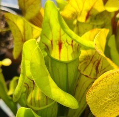 Sarracenia x H 08 catesbyi (flava x purpurea) A. Slack