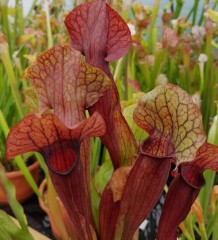 Sarracenia x H 09 catesbyi red form A. Slack (Seed)