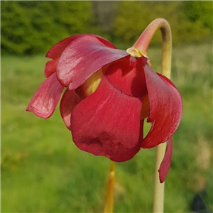 Sarracenia x H 100 Eva Leiden Botanic Garden