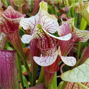 Sarracenia x H 100 Eva Leiden Botanic Garden