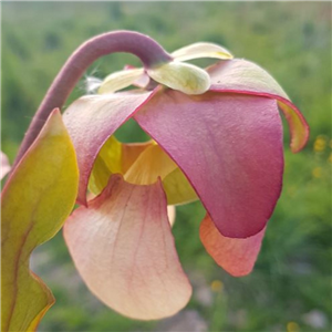 Sarracenia x H 101A catesbyi huge gaping lid Dutch origin