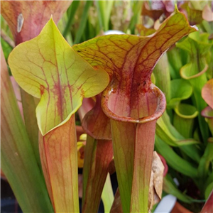 Sarracenia x H 101A catesbyi huge gaping lid Dutch origin