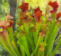 Sarracenia x H 101B catesbyi huge gaping lid Dutch origin