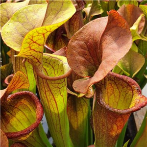 Sarracenia x H 101B catesbyi huge gaping lid Dutch origin