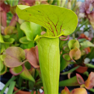 Sarracenia x H 102 x (purpur ea Heterophylla x flava)