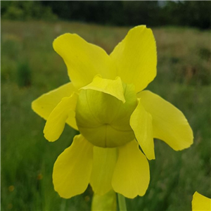 Sarracenia x H 103 x (oreophila x leucophylla)