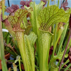 Sarracenia x H 103 x (oreophila x leucophylla)