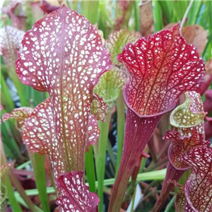 Sarracenia x H 104 Ladies In Waiting