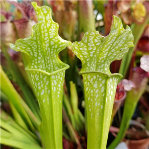 Sarracenia x H 106 x (leucop hylla x rubra var. jonseii