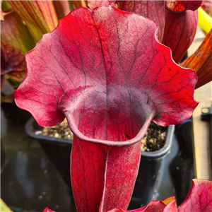 Sarracenia x H 107 True Blood (seed)