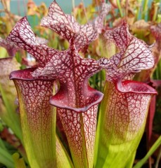 Sarracenia x H 108 Judith Hindle x S. Elizabeth