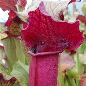 Sarracenia x H 109 (Marston Clone x Melanorh