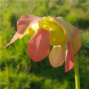 Sarracenia x H 111 oreophila Boaz x purpurea ssp. venosa