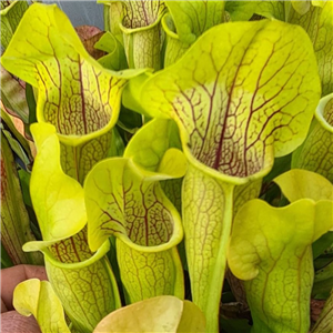 Sarracenia x H 111 oreophila Boaz x purpurea ssp. venosa