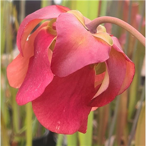 Sarracenia x H 113 Pretty n Pink