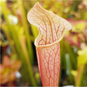 Sarracenia x H 113 Pretty n Pink