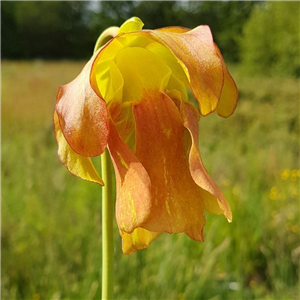 Sarracenia x H 114 x moorei sarracenia nursery