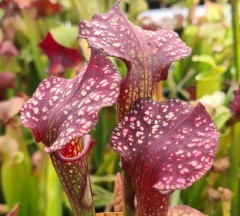 Sarracenia x H 114 x moorei sarracenia nursery