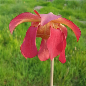 Sarracenia x H 115 x moorei Leigh Wilkerson